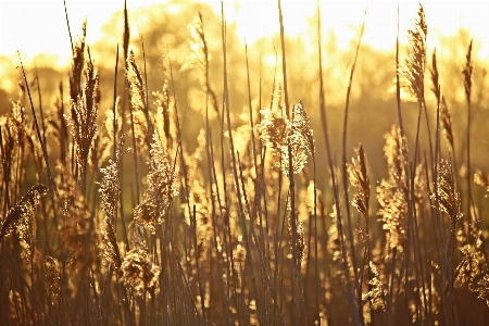 Nature grass sky sunrise Photo