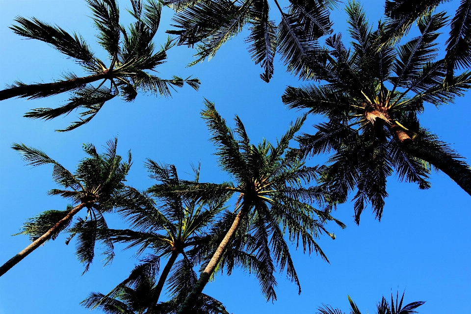 Beach tree branch light