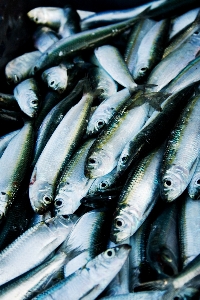 海 水 湖 釣り 写真