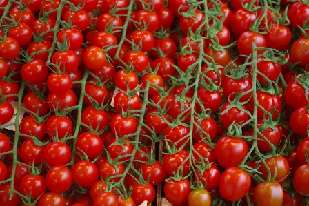 Foto Planta fruta alimento rojo