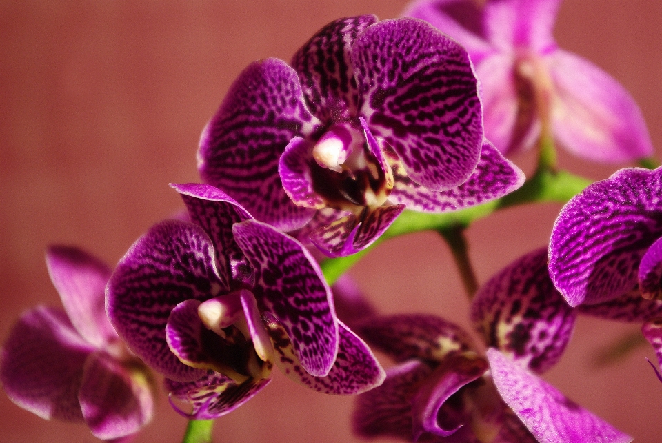 Nature blossom plant photography