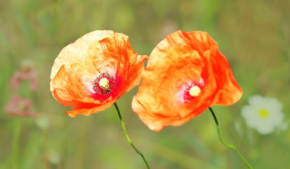 Naturaleza planta prado
 flor