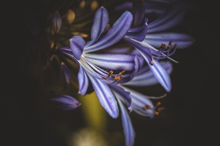 植物 花 紫色的 花瓣 照片