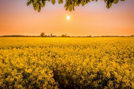 Landscape tree plant sky Photo