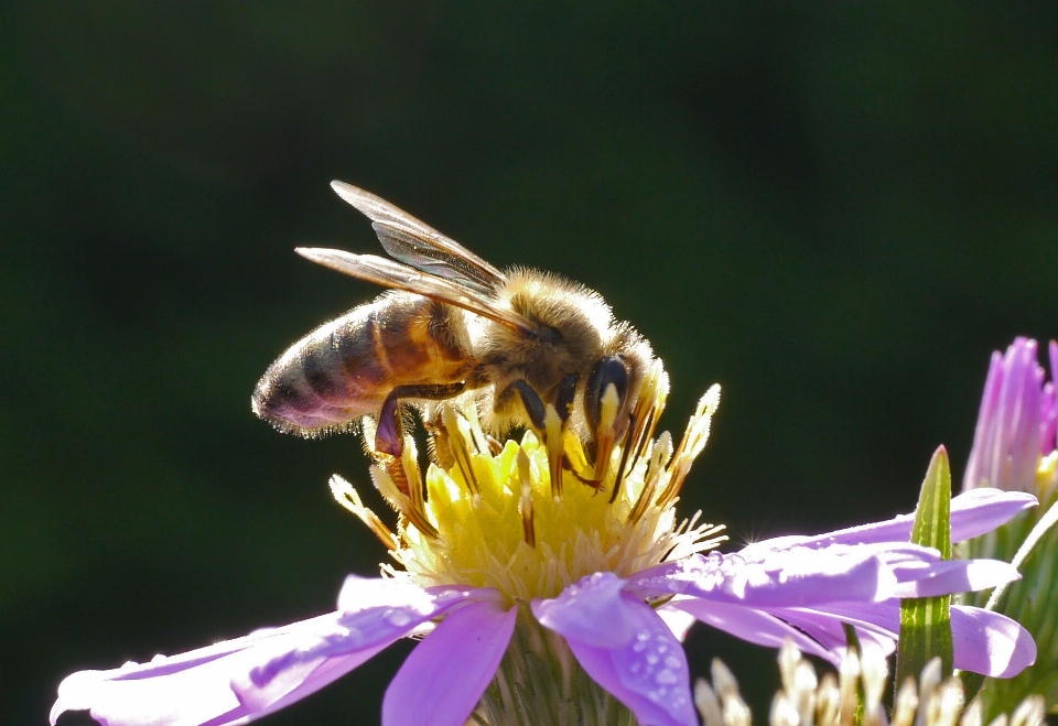 Nature fleurir fleur floraison