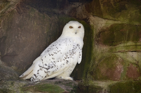 自然 鳥 白 野生動物 写真