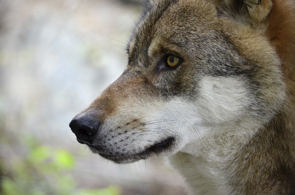 Nature faune fourrure portrait