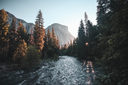 Landscape tree water nature Photo