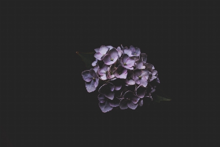 Flower purple petal darkness Photo