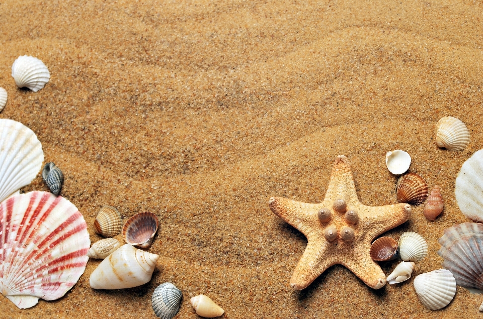 Strand meer küste wasser