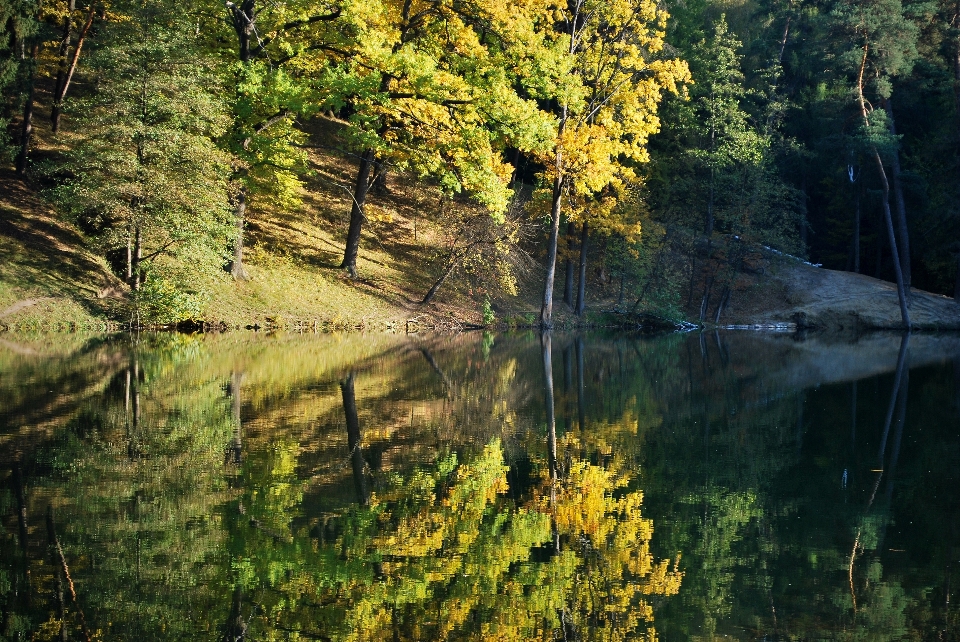 Landscape tree water nature