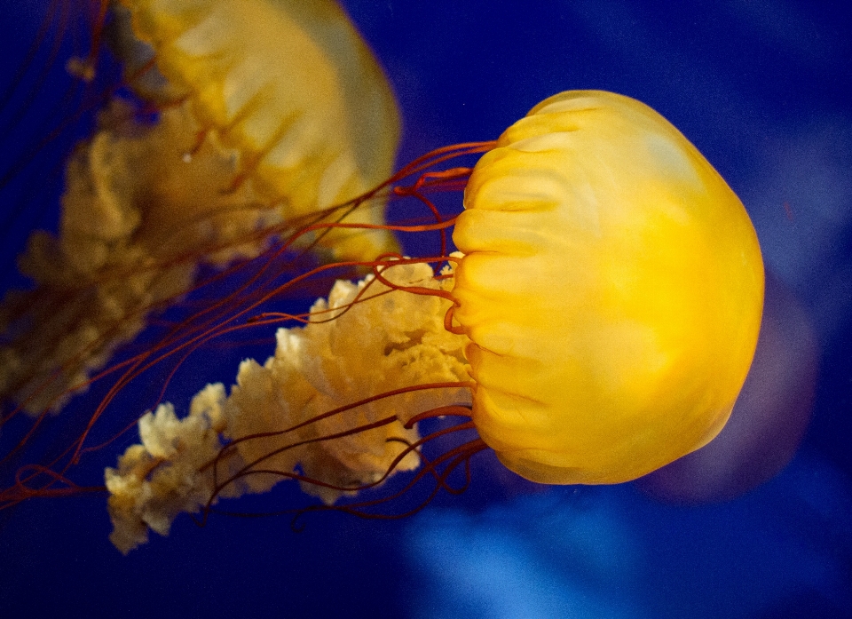 Mar céu embaixo da agua medusa