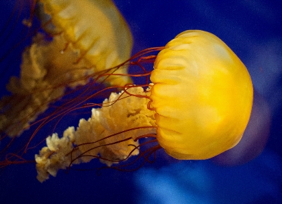 Sea sky underwater jellyfish Photo