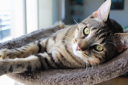 Foto Carino animale domestico pelliccia gattino