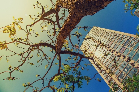 Foto Albero ramo architettura pianta