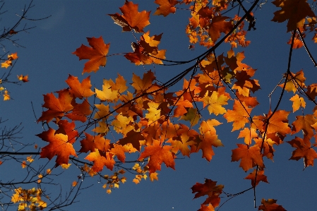 Foto Albero natura ramo cielo