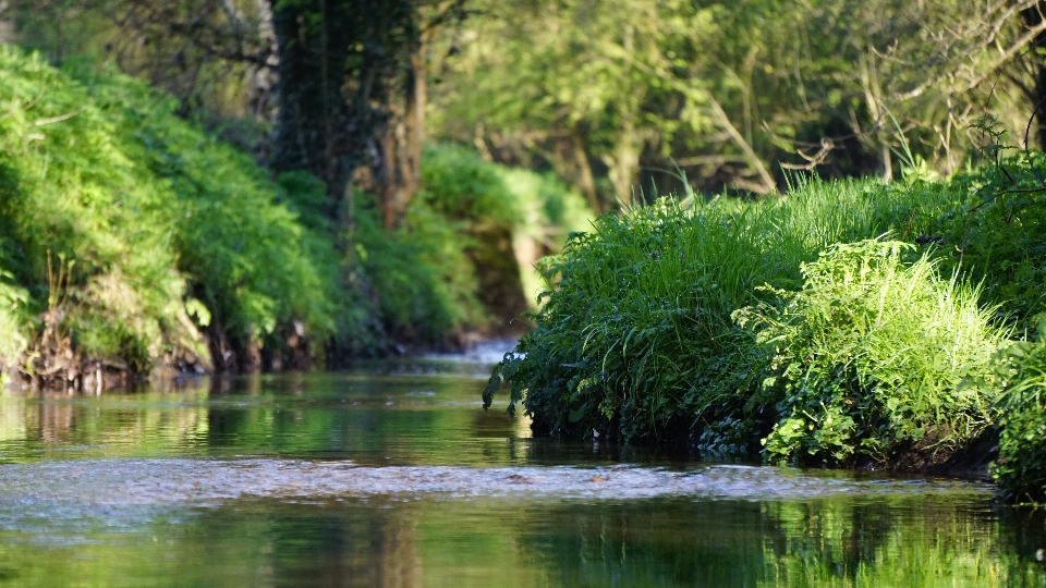 Landscape tree water nature