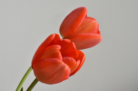 Plant flower petal bloom Photo