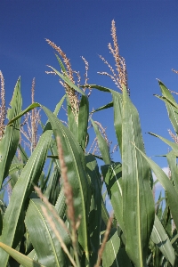 Foto Césped planta cielo campo