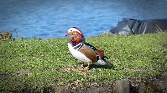 水 草 鳥 男 写真