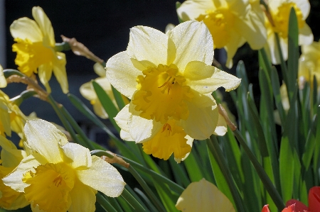 Foto Natura pianta fiore petalo