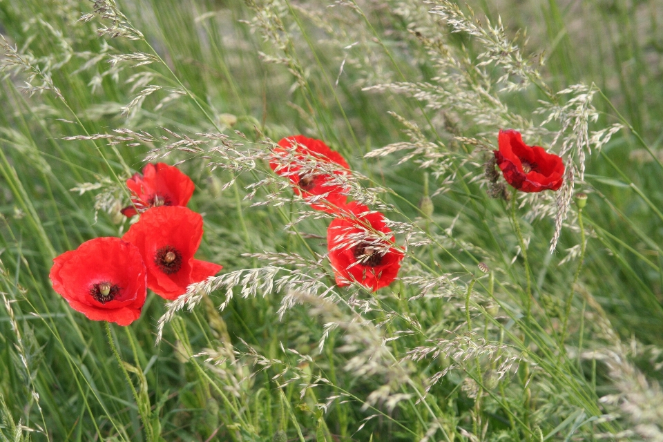 Nature grass plant field