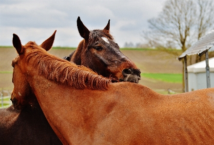 Tree nature pasture livestock Photo