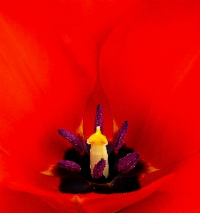 Blossom plant flower petal Photo