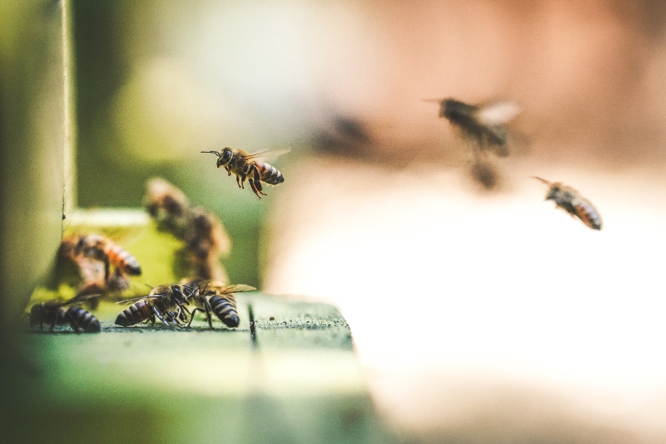 Fliege tierwelt pollen insekt