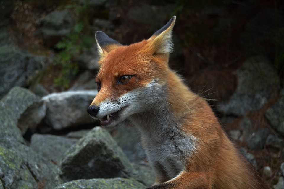 Tierwelt säugetier fuchs fauna