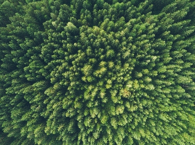 Vegetation ecosystem tree spruce Photo