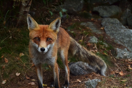 野生動物 毛皮 哺乳類 狐 写真