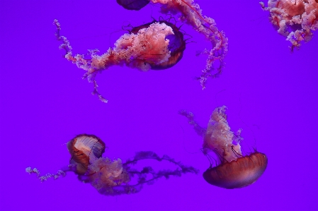 Purple jellyfish invertebrate cnidaria Photo