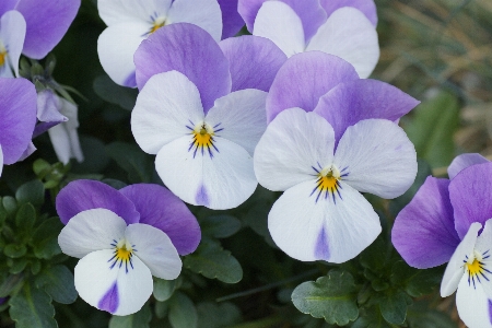 Plant flower purple petal Photo