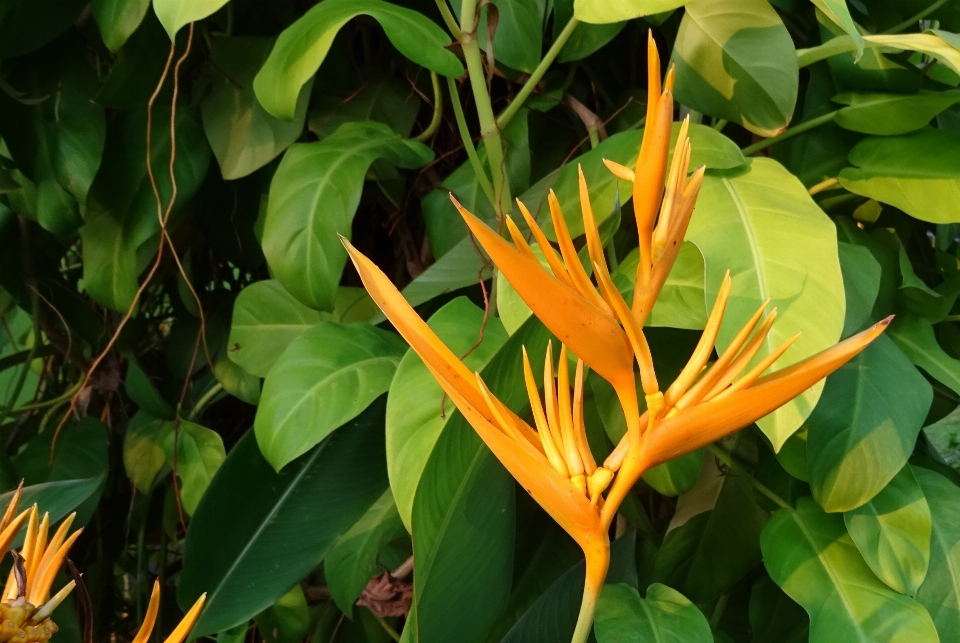 Planta hoja flor flora