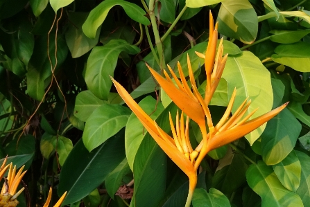 Plant leaf flower flora Photo