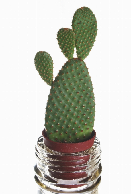 Cactus
 usine fleur vert