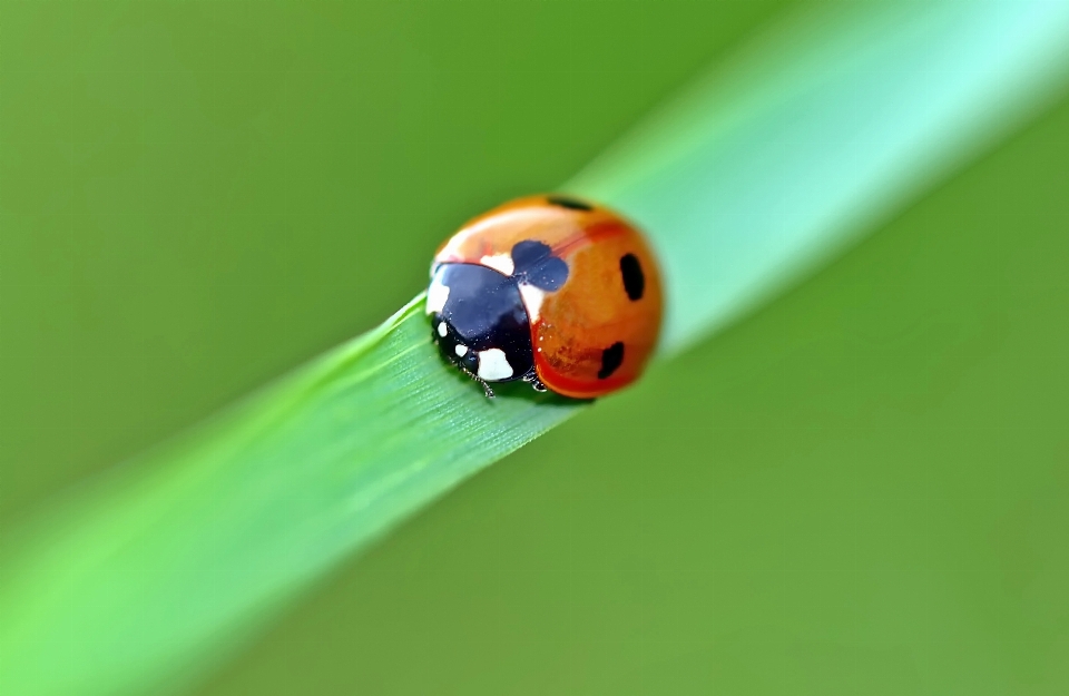 Eau nature en direct insecte