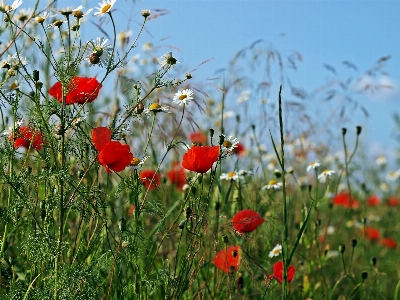 Zdjęcie Krajobraz natura trawa zakład