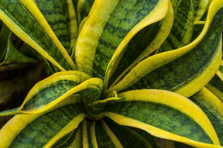 自然 植物 葉 花 写真