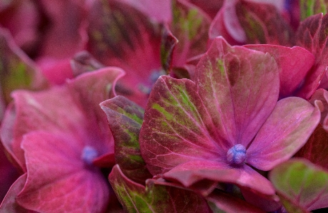 Nature blossom plant flower Photo