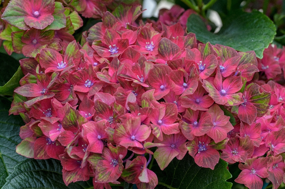 Nature blossom plant leaf