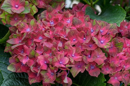 Nature blossom plant leaf Photo