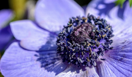 Nature blossom plant sun Photo