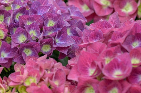 Nature blossom light plant Photo