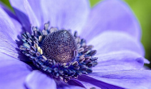 Nature blossom plant sun Photo