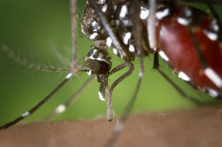 Water photography female insect Photo