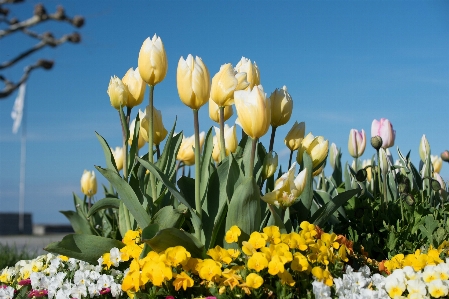 Nature plant sky meadow Photo