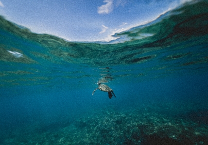 Deniz su okyanus altı Fotoğraf