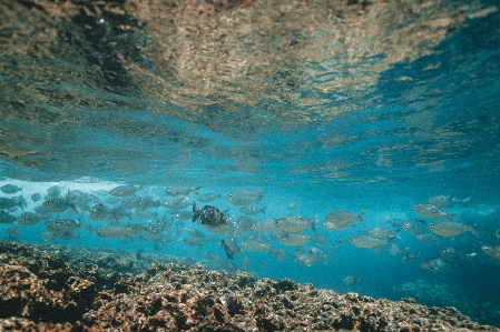 Water sea underwater reef Photo